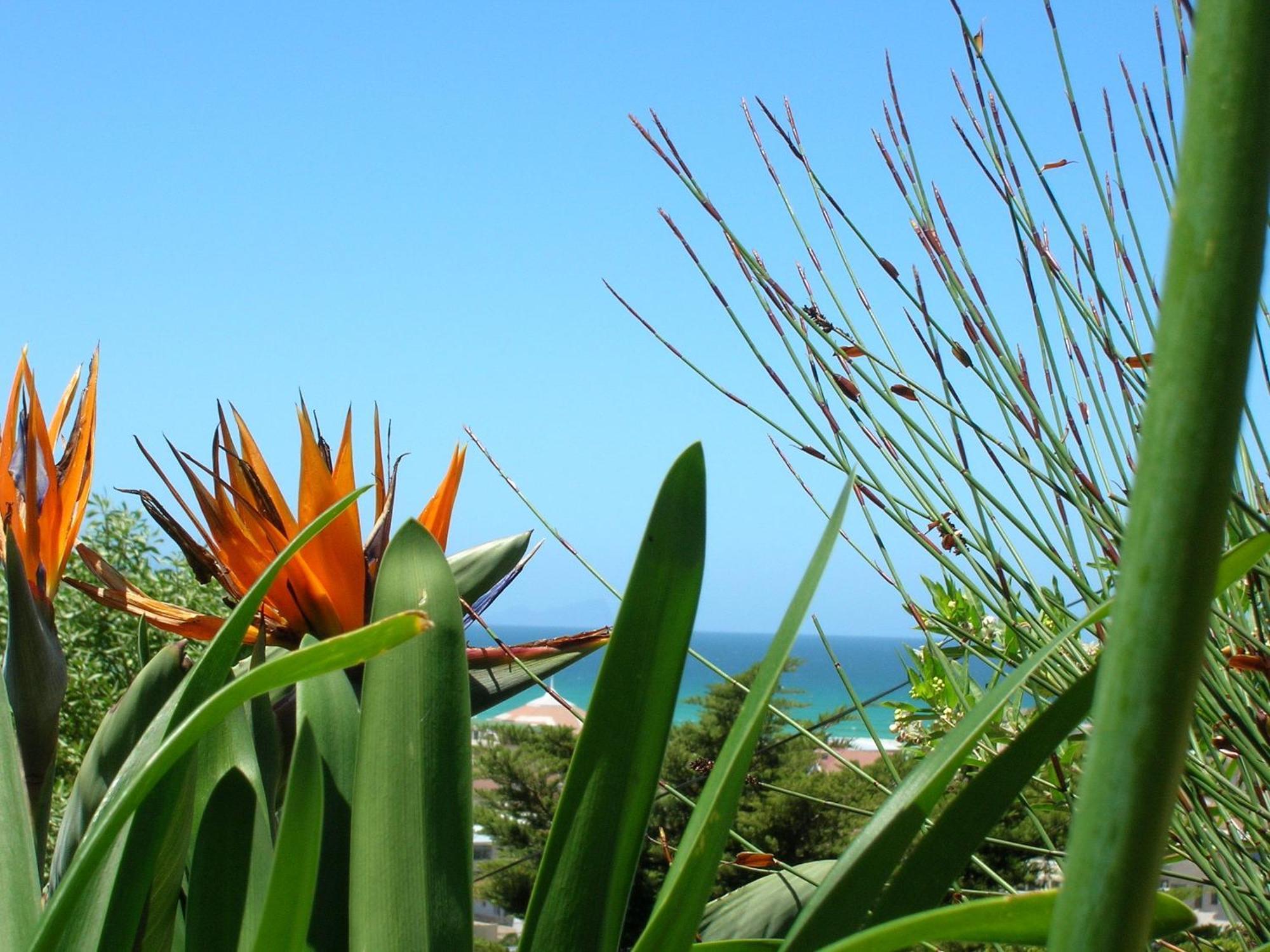 Bluebottle Guesthouse Muizenberg Esterno foto